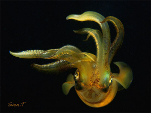Cool squid by Sven Tramaux 